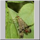 Panorpa communis - Gemeine Skorpionsfliege m07.jpg